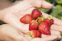 Θέλετε να καλλιεργήσετε δικές σας φράουλες; Όλα όσα πρέπει να γνωρίζετε!