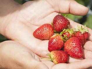 Φωτογραφία για Θέλετε να καλλιεργήσετε δικές σας φράουλες; Όλα όσα πρέπει να γνωρίζετε!