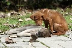 Μια θλιβερή αλλά ταυτόχρονα πολύ όμορφη ιστορία