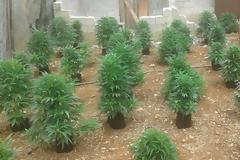 Η Ασφάλεια Ήλιδας συνέλαβε στο Άργος ισοβίτη - δραπέτη φυλακών που καλλιεργούσε χασίς