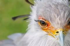 Πτηνό με εντυπωσιακές… βλεφαρίδες!