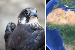 Ο μαυροπετρίτης που ταξίδεψε από την Μαδαγασκάρη στα Αντικύθηρα μέσα σε 28 ημέρες! «Έκοψε δρόμο» αποφεύγοντας την Συρία!