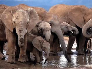 Φωτογραφία για Η Ζιμπάμπουε έχει πρόβλημα υπερπληθυσμού στους ελέφαντες και προχωρά σε πωλήσεις