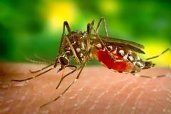 Οδηγίες του ΕΟΔΥ για τα κουνούπια. Προφυλαχθείτε από τον ιό του Δυτικού Νείλου