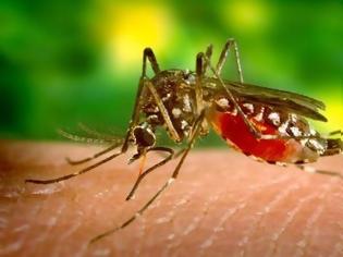 Φωτογραφία για Οδηγίες του ΕΟΔΥ για τα κουνούπια. Προφυλαχθείτε από τον ιό του Δυτικού Νείλου