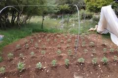 Συνελήφθησαν δύο άτομα με 141 δενδρύλλια κάνναβης στην Αρκαδία