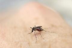 ΕΟΔΥ-ΚΕΕΛΠΝΟ: Προφυλαχθείτε από κουνούπια-ιό Δυτικού Νείλου