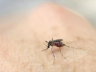 Φωτογραφία για ΕΟΔΥ-ΚΕΕΛΠΝΟ: Προφυλαχθείτε από κουνούπια-ιό Δυτικού Νείλου