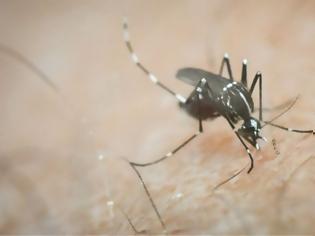 Φωτογραφία για Οδηγίες προστασίας από τον ιό του Δυτικού Νείλου- Ορατός ο κίνδυνος επιδημίας