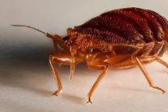 Οι κοριοί συνυπήρχαν με τους δεινόσαυρους αλλά αποδείχθηκαν πολύ πιο... «ζόρικοι» στο παιχνίδι της επιβίωσης!