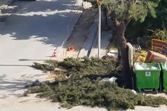 Κλαδεύουν αλλά ξεχνούν στην υπηρεσία πρασίνου - φωτο