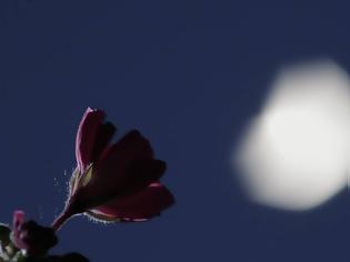 Φωτογραφία για Απόψε η πανσέληνος του Μαΐου το «Φεγγάρι του Λουλουδιού»