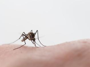 Φωτογραφία για Προφυλαχθείτε από τα κουνούπια – Προφυλαχθείτε από τον ιό του Δυτικού Νείλου
