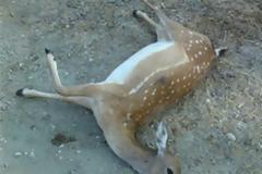 Αδράνεια των αρχών σε τροχαίο με ελάφι