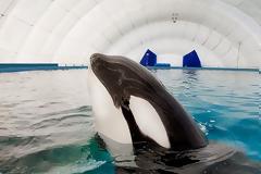 Ρωσία: Απελευθερώνει 10 φάλαινες- δολοφόνους, αλλά δεν τις αφήνει να επιστρέψουν στο «σπίτι» τους