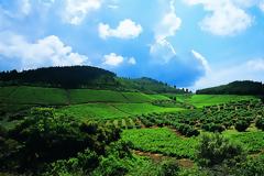 Οινοτουρισμός: «Μεθυστικές» αποδράσεις σε αμπελουργικές ζώνες