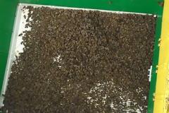 Ιωάννινα: Άγνωστοι δηλητηρίασαν μελίσσια