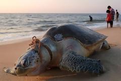 ΟΙ ΑΝΘΡΩΠΟΙ ΜΟΛΥΝΟΥΝ ΓΗ ΚΑΙ ΟΙΚΟΣΥΣΤΗΜΑ ΡΑΓΔΑΙΑ