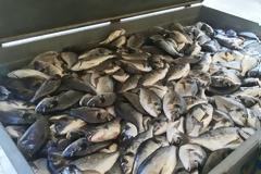 Λαθραλιείς έκλεβαν... τσιπούρες στο Ναύπλιο!