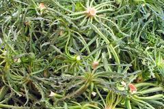 Σταμναγκάθι, αγριόχορτο που κάνει καλό στο συκώτι, καρδιά, στομάχι, δέρμα