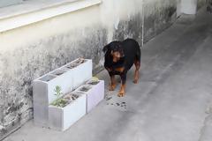 Αδέσποτος σκύλος δάγκωσε πολίτη στον αύλειο χώρο του Νοσοκομείου Κιλκίς