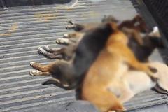 Δοχεία με δηλητηριασμένο γάλα και 30 φόλες εντόπισε εκπαιδευμένος σκύλος