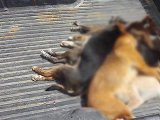 Φωτογραφία για Δοχεία με δηλητηριασμένο γάλα και 30 φόλες εντόπισε εκπαιδευμένος σκύλος