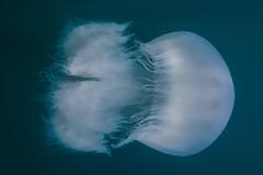 Κίνδυνος σε ρηχά στη Ρόδο και την Σαντορίνη - ψάρια και τοξικές τσούχτρες που απειλούν