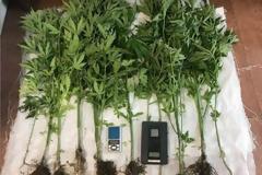 Ξηρόμερο: Τους πρόλαβαν πριν μεταφυτεύσουν δεκάδες δενδρύλλια χασίς-τρεις συλλήψεις