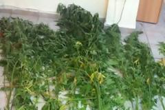 Θερμοκήπιο με… δενδρύλλια κάνναβης σε χωριό του Ξηρομέρου