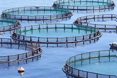 Νορβηγία: Τοξικό φύκι αποδεκατίζει εκατομμύρια σολομούς εκτροφής