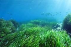 Νορβηγία: Φύκι - φονιάς αποδεκατίζει εκατομμύρια σολομούς εκτροφής