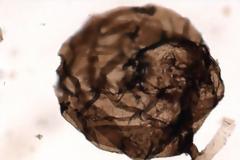 Ανακαλύφθηκε το αρχαιότερο απολίθωμα μύκητα ηλικίας σχεδόν ενός δισ. ετών