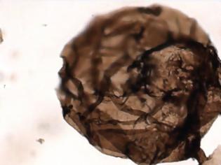 Φωτογραφία για Ανακαλύφθηκε το αρχαιότερο απολίθωμα μύκητα ηλικίας σχεδόν ενός δισ. ετών