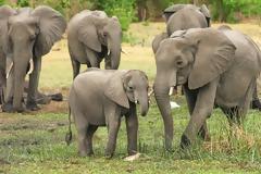 Μποτσουάνα: Επετράπη και πάλι το κυνήγι ελεφάντων