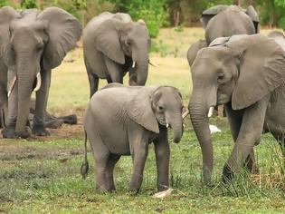 Φωτογραφία για Μποτσουάνα: Επετράπη και πάλι το κυνήγι ελεφάντων