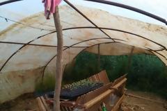 Η αστυνομία για την χασισοκαλλιέργεια στην ΚΩΝΩΠΙΝΑ -πώς έγινε η επιχείρηση (φωτο)