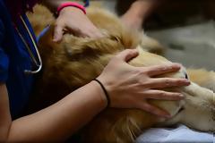 Έκαναν ευθανασία σε υγιή σκύλο για να ταφεί μαζί με την ιδιοκτήτρια - Ήταν η τελευταία της επιθυμία