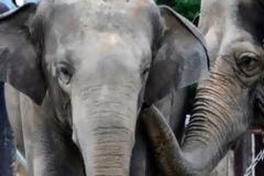 Τα πιο μεγάλα ζώα θα έχουν εξαφανιστεί σε 100 χρόνια