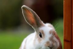 Αυτή η εταιρεία είπε ψέματα ότι δεν κάνει πειράματα σε ζώα