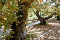 Μύκητας- δολοφόνος στα πλατάνια της Ρόδου