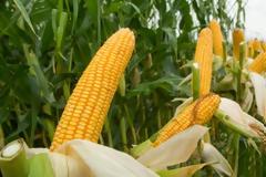 Κλοπή «μαμούθ» με λεία καλαμπόκι και ζιζανιοκτόνα