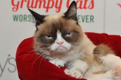 Έφυγε από τη ζωή η «γκρινιάρα» γατούλα