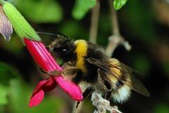 Από τις αγριομέλισσες κρίνεται το μέλλον δεκάδων αγαπημένων τροφών του ανθρώπου