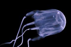 Ποια είναι η «δολοφόνος μέδουσα» που μπορεί με κάθε πλοκάμι να σκοτώσει 60 ανθρώπους. Γιατί τα φάρμακα κατά της χοληστερόλης μπορούν να λειτουργήσουν ως αντίδοτα - Δείτε σχετικό βίντεο