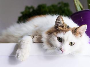 Φωτογραφία για Η ελληνική γάτα με το νησιώτικο ταμπεραμέντο