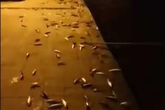 Βίντεο Ντοκουμέντο: Στην Πρέβεζα τα ψάρια...βγήκαν στη στεριά!