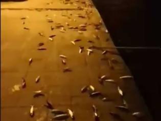 Φωτογραφία για Βίντεο Ντοκουμέντο: Στην Πρέβεζα τα ψάρια...βγήκαν στη στεριά!