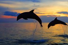 Υπέροχο βίντεο: Δελφινάκια στη Ρόδο παίζουν στη θάλασσα του Αιγαίου