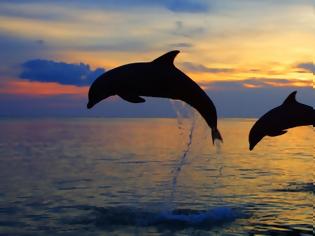 Φωτογραφία για Υπέροχο βίντεο: Δελφινάκια στη Ρόδο παίζουν στη θάλασσα του Αιγαίου